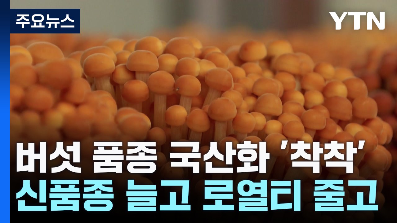 [녹색] 버섯 국산화 '착착'...신품종 늘고 로열티는 줄고 / YTN