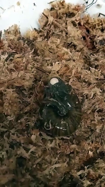 caracol ovo