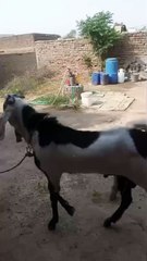 White Rajanpuri Ablak Goat/A Showpiece in Rawalpind