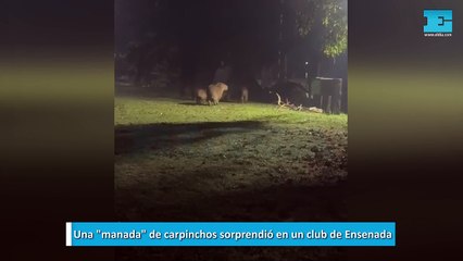 Una manada de carpinchos sorprendió en un club de Ensenada
