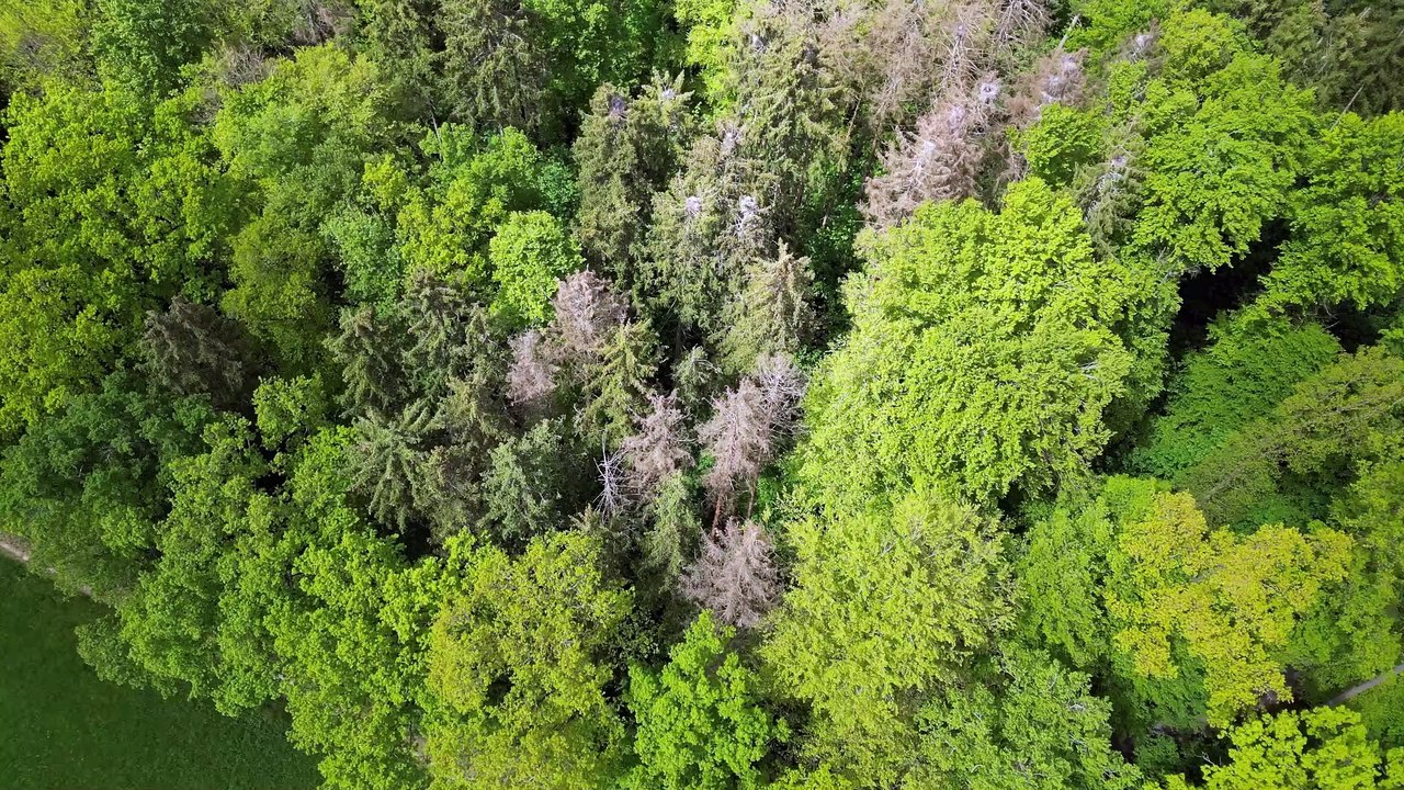 2025 05.06. TREU Graureiher 19 Video