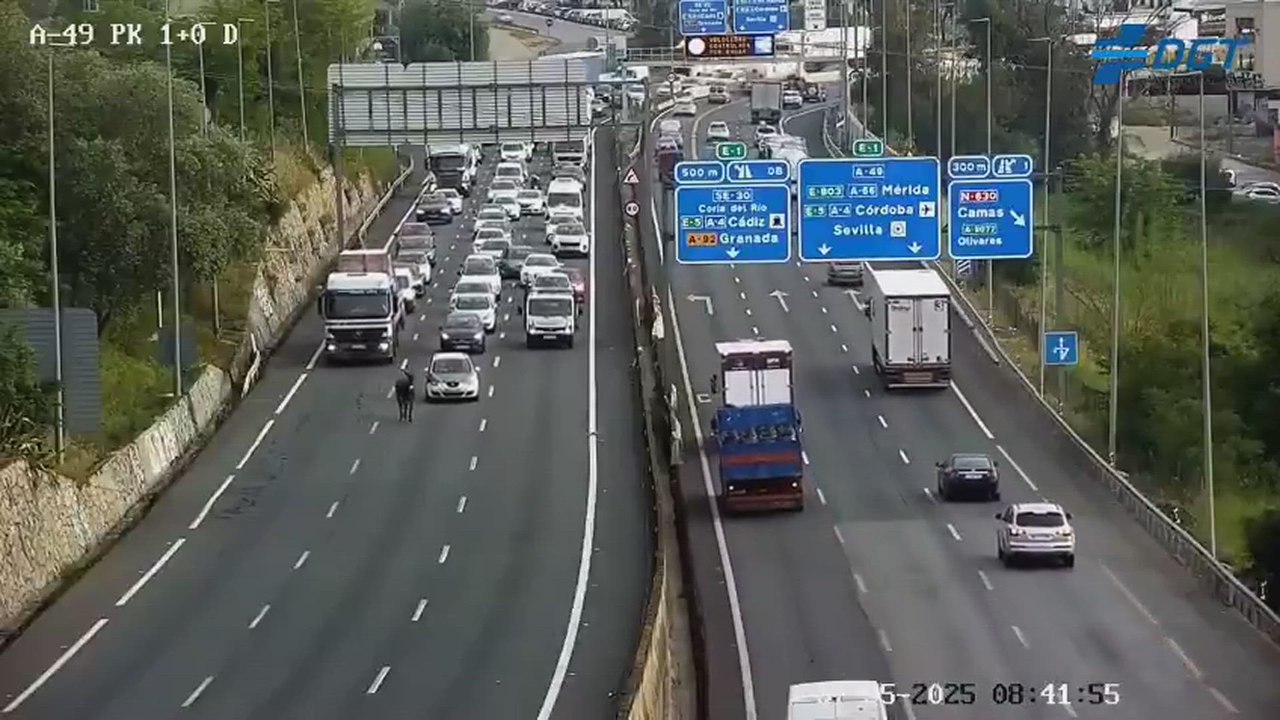 Un burro se cuela en plena autopista y colapsa el tráfico de la A-49 en Sevilla