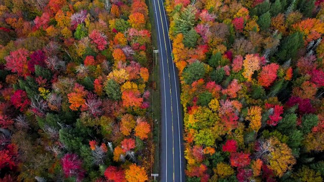 4K HDR 60FPS Forest Nature Sounds | Dolby Vision Ultra HD | Relaxing ASMR Scenery