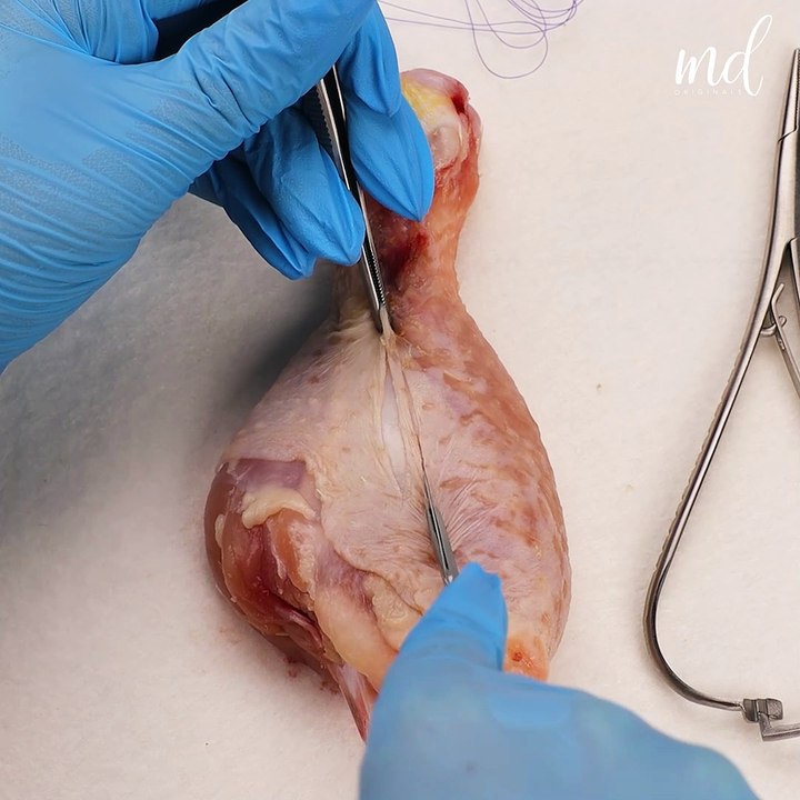 Chicken drumstick stitching up! 🍗🧵