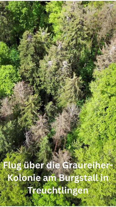 Flug über die Graureiher-Kolonie am Burgstall in Treuchtlingen