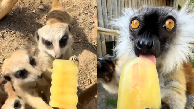 Zoo animals enjoy a cool down with ice lollies