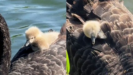 Cygnet naps nestled among feathers on mum’s back