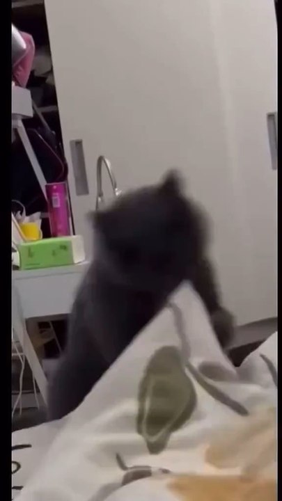 Devil cat hahah