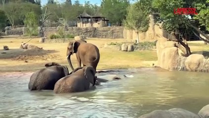Elefanti a San Diego, dopo il terremoto ora si divertono in acqua