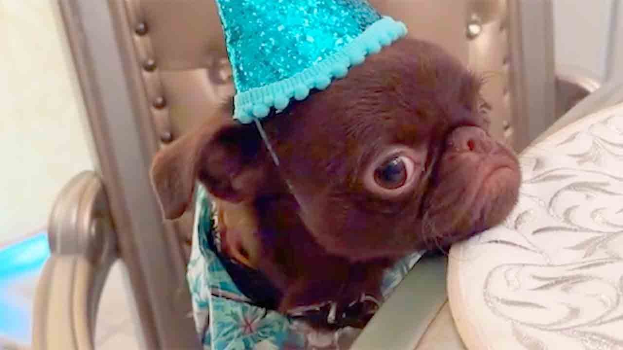 TikTokerin veranstaltet Geburtstagsparty für ihren Welpen – niemand kommt, aber das Internet reagiert bewegend