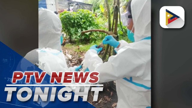 D.A. conducts surveillance in Camarines Sur to contain H5N9 bird flu spread