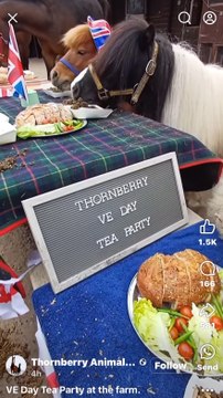Animals at Thornberry Animal Sanctuary celebrate VE Day (credit: Thornberry Animal Sanctuary)