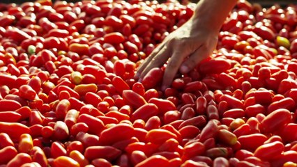 Cresce l'export delle conserve di pomodoro