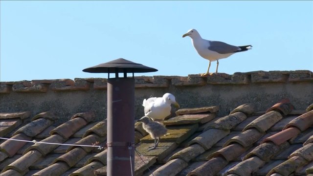 MOMENT: Seagull chick on roof of Sistine chapel moments before white smoke appears