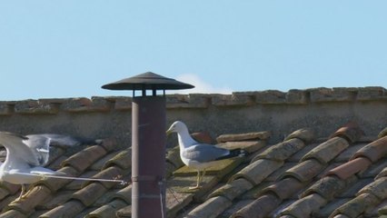 Reacción al nuevo papa