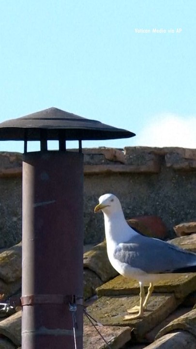 White Smoke Signals New Pope Has Been Elected in 2025 Papal Conclave