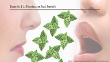 Mint eliminates bad breath