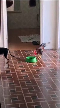 Ce chien doit se battre pour garder son repas... trop drôle