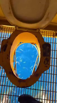 Ces poissons attendent le repas... miam miam