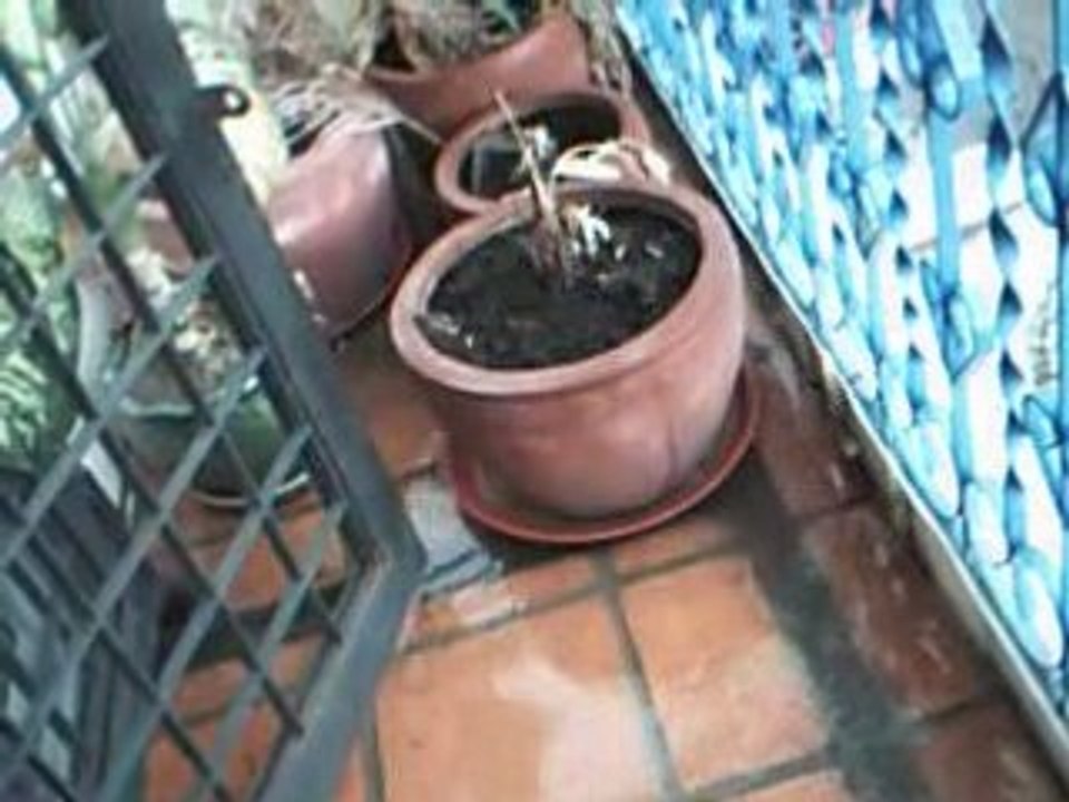Pluie