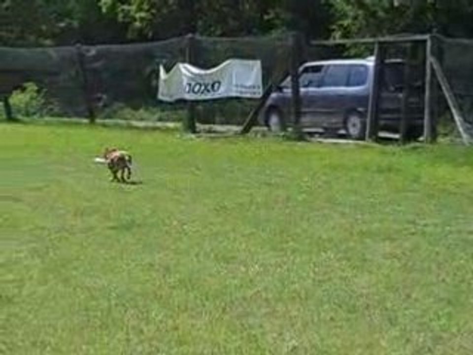 Brownie, doxo training