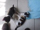 2008 05 09 Vidéo de deux chatons qui s'amusent