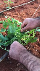 Kavunda geç ipe bağlama (The process of tying melon plants to rope.)