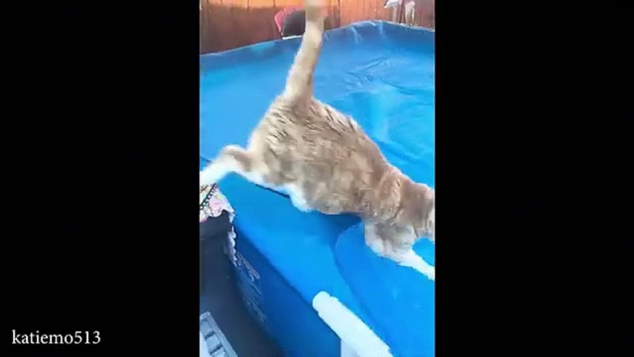 Funniest Cats
