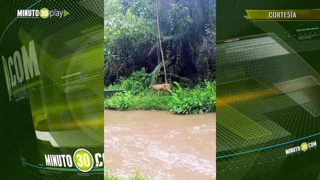 Reaparece venado de cola blanca en El Retiro tras más de dos años