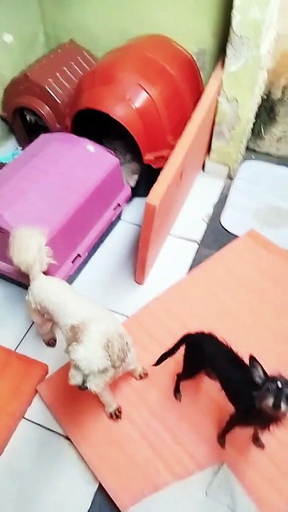 Dia de cão