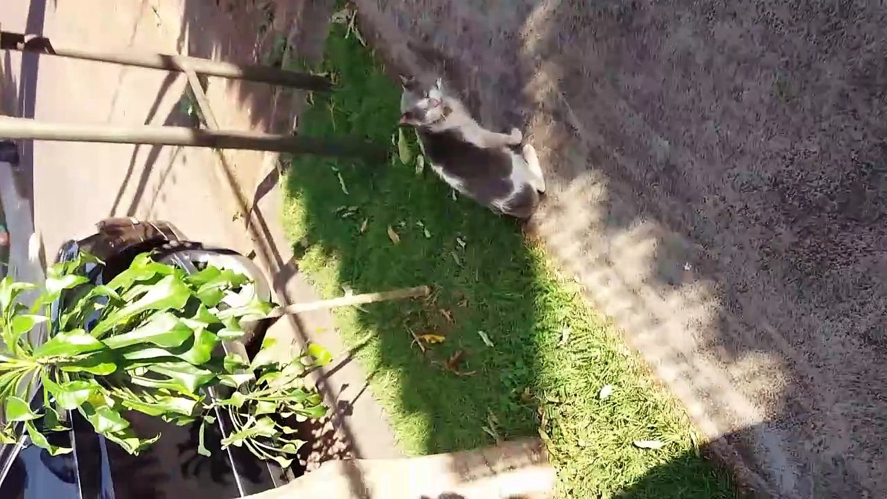 gatinho cinza da rua de cima