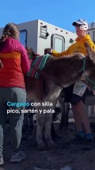 ¡Corre burro, corre! Carrera en Nuevo México 🐾