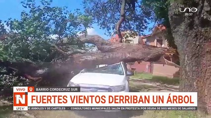 se cayo un arbol