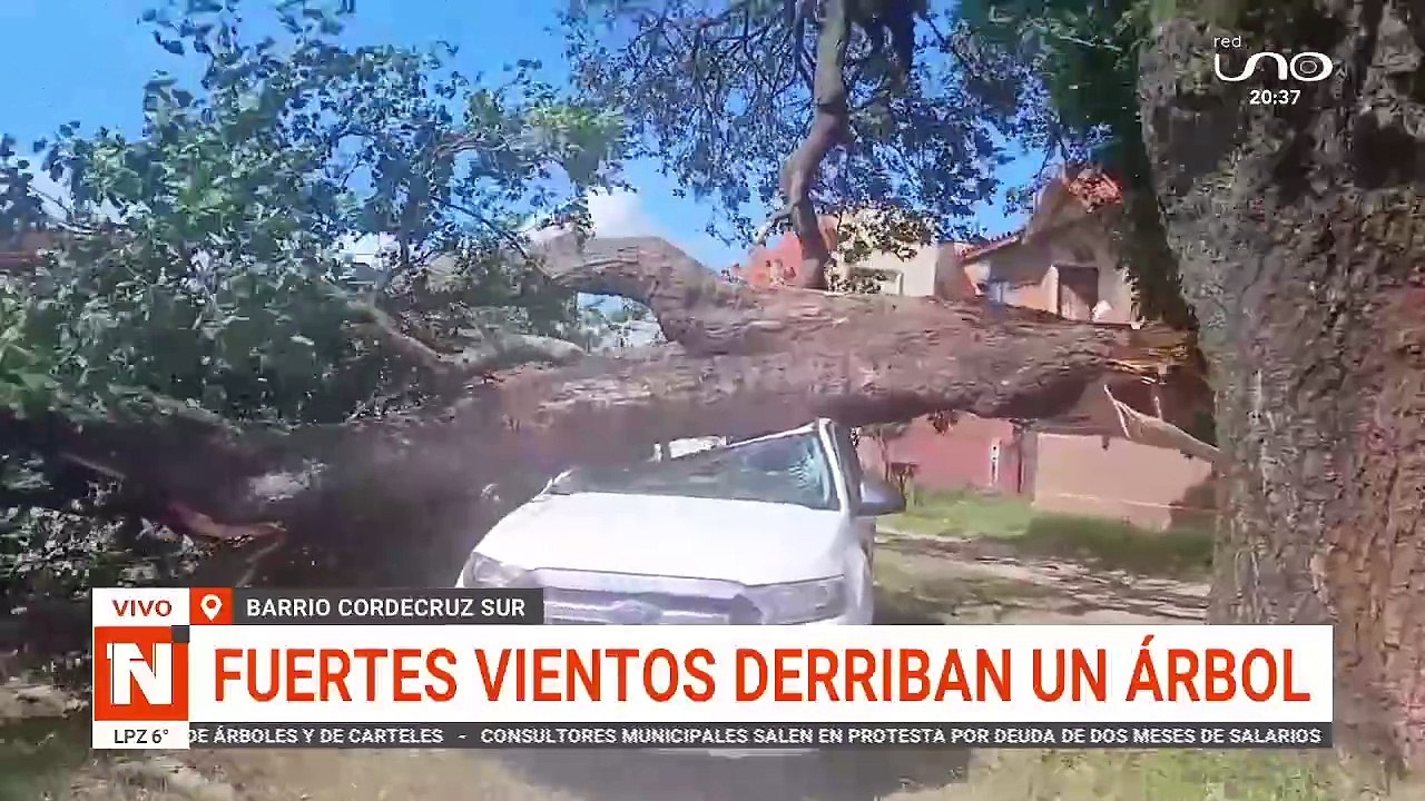 se cayo un arbol