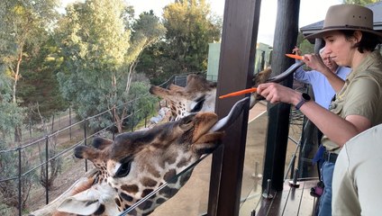 Experience the Wild: Staying at Jamala Wildlife Lodge 🦁