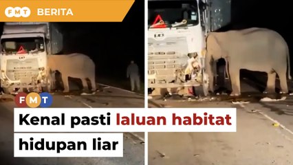 Kenal pasti laluan habitat hidupan liar, gesa aktivis