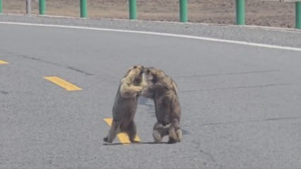 WILD MARMOT FIGHT Caught in the Middle of the Road Goes VIRAL