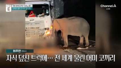 자식 덮친 트럭에…전 세계 울린 어미 코끼리