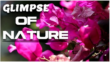 Glimpse Of Nature | Bird Chirping Sounds | Relaxing Music | Uplift Your Mood | Global Mantra