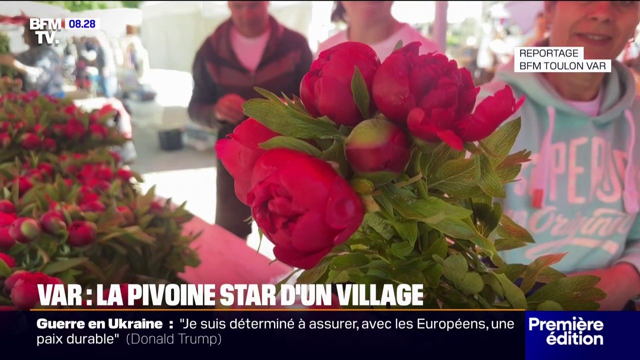 Var: la pivoine, cette fleur star d'un village