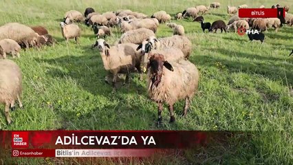Bitlis'in Adilcevaz ilçesinde besiciler 7 aylık göçe başladı