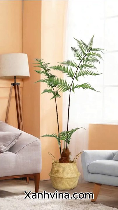 CÂY DƯƠNG XỈ CULI – NHẸ NHÀNG, XANH MÁT, CHILL MỌI GÓC NHÀ