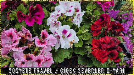 Çiçekler Ve Bitkiler Diyarı / Çiçek Açan Mutluluk