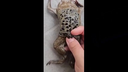 The Surinam toad (Pipa pipa)