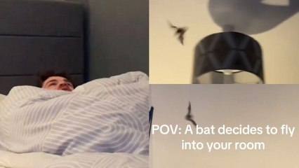 Hilarious moment brother panics as bat flies into bedroom