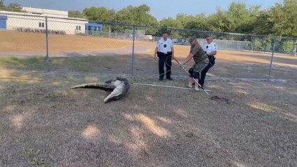 Children arrive at Florida preschool to find nine-foot alligator in parking lot