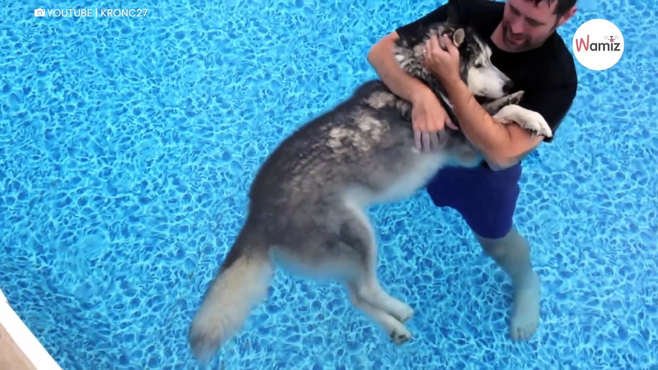 Herrchen steigt mit seinem gelähmtem Husky in den Pool: Was folgt, kann niemand in Worte fassen!
