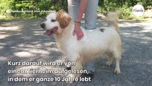 Frauchen trauert 11 Jahre um Hund: Ein Blick in Facebook und ihr Herz bleibt stehen