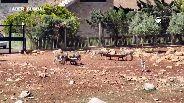 Dağ ceylanı merkezi, gazella gazella türünün neslini koruyor