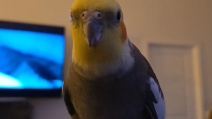 Cockatiel delights owner by singing 'If You Are Happy and You Know It'